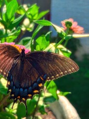 butterfly on flower © Aimee