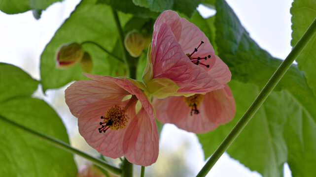 Pink flowering maple flowers (Abutilon hybrid) blooming in summer