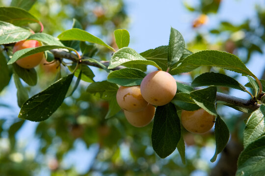 Ripe Mirabelle de Nancy plums on a tree branch against a blue sky