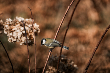 Great tit perched on dried hydrangea stems in autumn garden with warm brown bokeh background, close-up wildlife portrait © PIC by Femke
