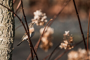 Black-capped chickadee perched on bare winter branches beside a tree trunk with dried flower clusters in soft natural light © PIC by Femke