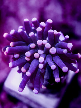 Miami Vice Joker Torch Coral With Deep Purple Tentacles and Green Base in Reef Aquarium