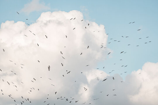 Large flock of birds soaring in formation across a bright blue sky with dramatic white cumulus clouds