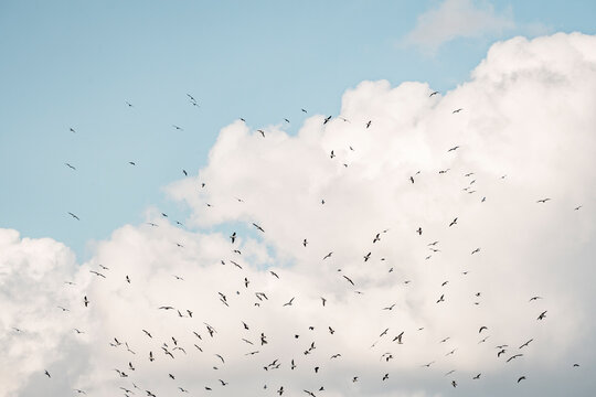 Flock of small birds silhouetted against a bright blue sky with large billowing white clouds