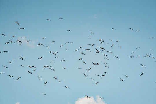 Scattered flock of small birds soaring across a clear pale blue sky above a single white cloud, minimalist nature scene
