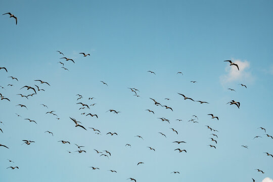 Large flock of birds in flight across a clear blue sky with scattered clouds, silhouetted forms creating dynamic patterns