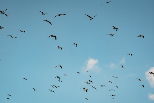 Flock of birds soaring across a clear blue sky with scattered white clouds, midflight motion and open composition