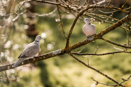 Two doves perched on a moss-covered tree branch in a sunlit garden with soft bokeh and shallow depth of field