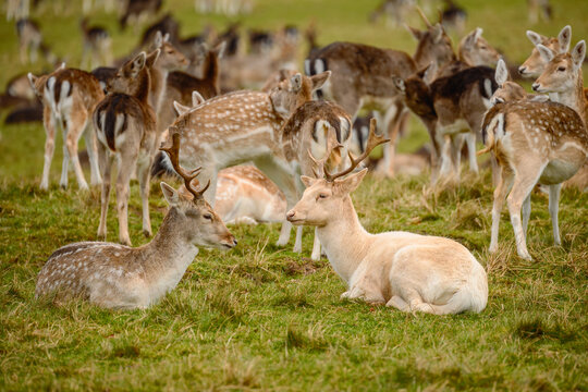 A large herd of fallow deer resting and grazing across winter grassland in Richmond Park, London, January. Spotted bucks and pale antlered males create a natural wildlife scene.