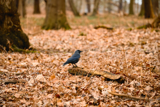 Jackdow perched on a fallen log among dry leaves and bare trees, captured in warm winter woodland at Richmond Park, London, with soft natural background blur.