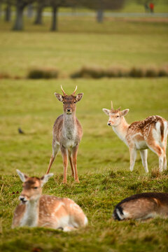 Fallow deer resting and standing across frosty grassland at Richmond Park, London, during winter, showcasing wildlife, antlers, natural habitat, and peaceful countryside scenery.