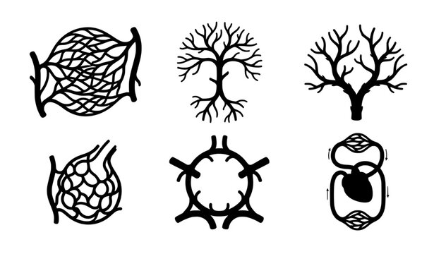 Set of black and white vector icons representing human circulatory system anatomy and blood vessel network patterns