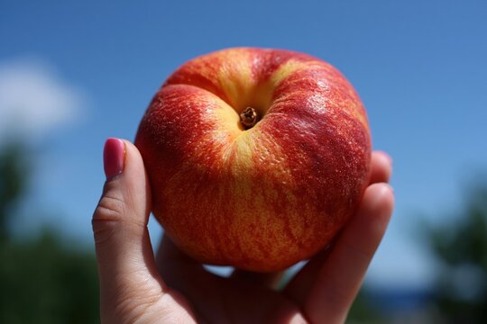 Hand holding fresh ripe nectarine against blue sky