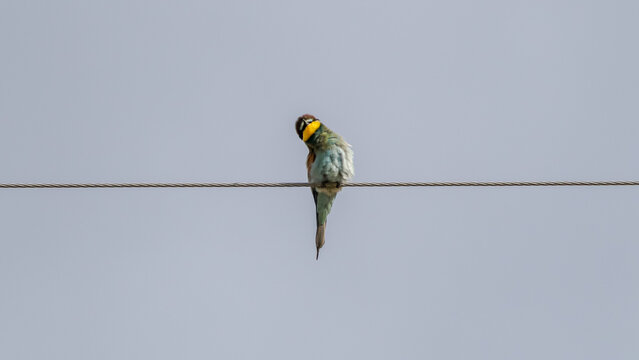 European Bee-eater Perched on Wire Against Sky