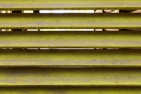 Close-up of weathered wooden window shutters or louvers covered with green moss or algae pattern with light shining through the gaps.