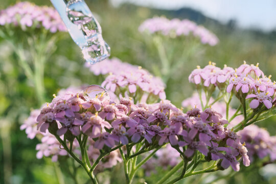 Dropper releasing clear liquid drop onto delicate pink yarrow blossoms in natural setting