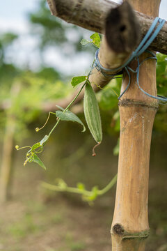 Fresh pointed gourd vegetables growing on a vine in a farm garden