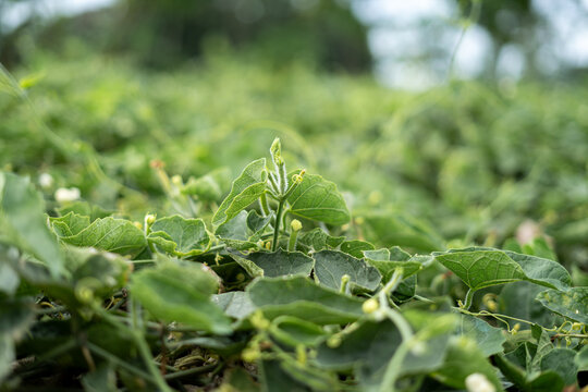Fresh pointed gourd vegetables growing on a vine in a farm garden