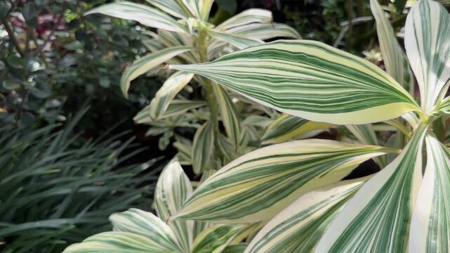 Close view of variegated Dracaena reflexa leaves displaying creamy white and green stripes. Song of India plant foliage forms striking pattern in botanical garden. Landscape shot captures