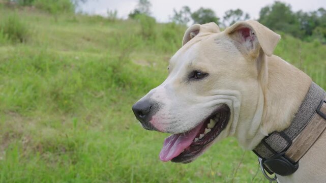 Close up of a happy, light colored pitbull panting with its tongue out while standing in a park