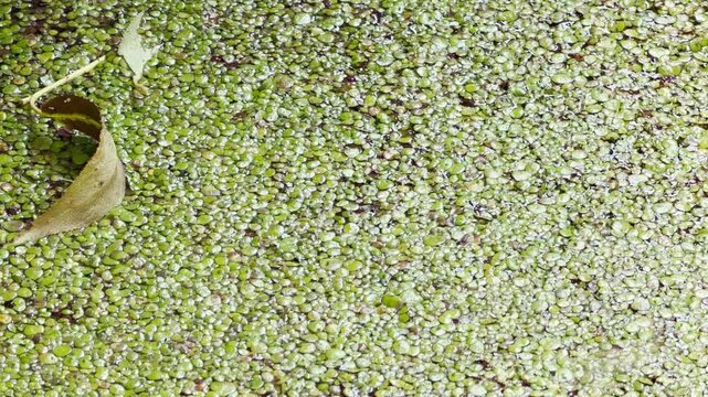 Green duckweed floats densely across the pond surface with a dry leaf. It creates a peaceful and calm atmosphere. This serene nature scene feels quiet and tranquil.