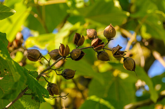 Close up of dry seed capsules on paulownia tree branch in bright sunny garden
