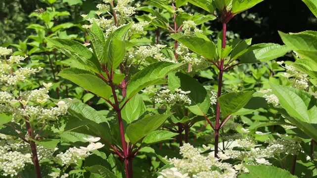 Sunlit garden corner filled with lush green foliage and white flowering shrubs. Bright summer daylight illuminates dense plant thicket in botanical park. Outdoor shot frames vibrant natural