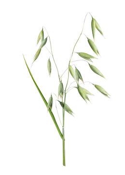 Green oat plant isolated on white background