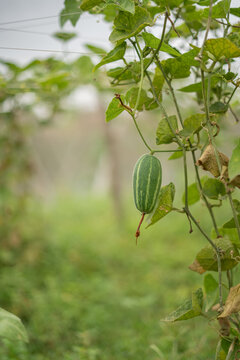 Pointed gourd vegetable hanging on a vine in a farm field