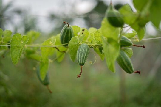 Fresh green pointed gourd vegetables growing on a vine in a farm garden