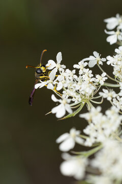 Ancistrocerus spec. is a potter wasp, perching on  a white European wild carrot (Daucus carota), found in S&uuml;dheide in Lower Saxony, Germany