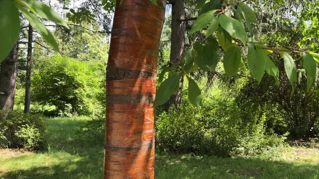 Distinctive golden amber bark of Amur chokecherry Prunus maackii trunk standing in sunny summer park. Focus on shiny peeling bark texture of ornamental tree..
