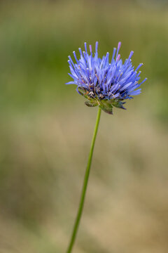 blue flowering sheep's-bit or blue bonnets (jasione montana), found in S&uuml;dheide in Lower Saxony, Germany