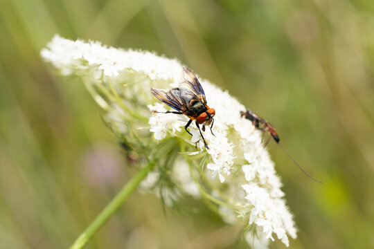 tachinid fly, phasia hemiptera perching on  a white European wild carrot (Daucus carota), found in S&uuml;dheide in Lower Saxony, Germany