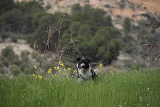 perro
