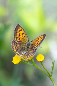 female scarce copper (lycaena virgaureae) perching with open wings on Tansy (Tanacetum vulgare), found in S&uuml;dheide in Lower Saxony, Germany