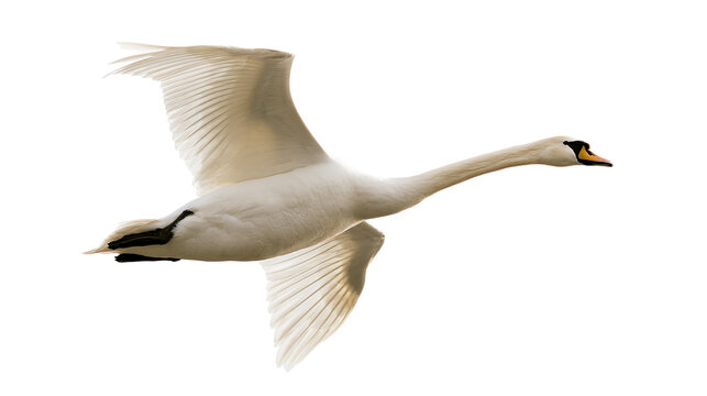 Mature white swan with spread wings flying isolated on transparent background PNG element