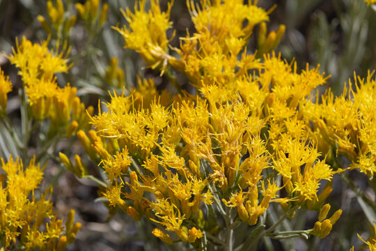 Rubber Rabbitbrush Growing in Volcanic Habitat at Lassen