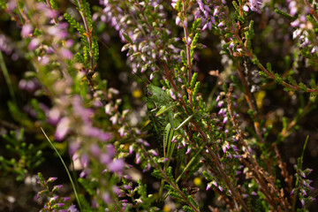 Obraz premium steppe spiny bush-cricket (gampsocleis glabra) perching on Calluna or common heather (Calluna vulgaris), found in Südheide in Lower Saxony, Germany