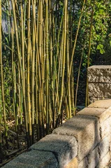 Fotobehang Badkamer Vertical shot of green bamboo stalks growing near stone retaining wall in garden   © SK