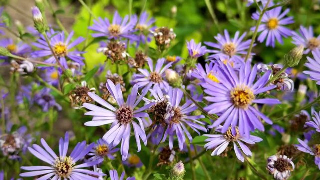 Clusters of Aster flowers, commonly known as Michaelmas Daisies, are shown with their characteristic star-shaped purple petals and bright yellow centers. The flowers are densely arranged among green