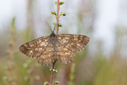 common heath (ematurga atomaria) perching on Calluna or common heather (Calluna vulgaris), found in S&uuml;dheide in Lower Saxony, Germany