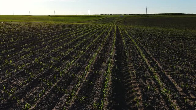 Aerial backwards flight over a young cornfield at sunset showing tractor tracks and green sprouts growing in neat rows