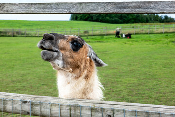 Naklejka premium Curious Brown and White Llama Peeking Over a Wooden Fence