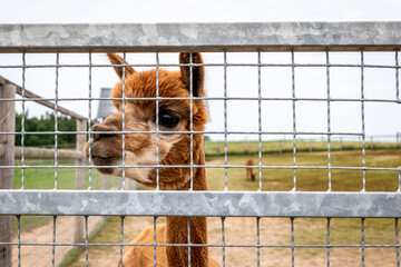 Naklejka premium Curious Brown Alpaca Peering Through a Metal Farm Fence