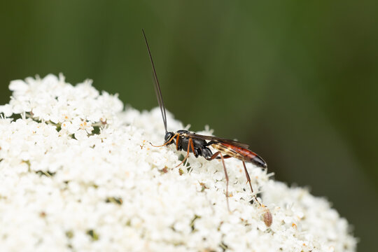 male ichneumon wasp perching on  a white European wild carrot (Daucus carota), found in S&uuml;dheide in Lower Saxony, Germany