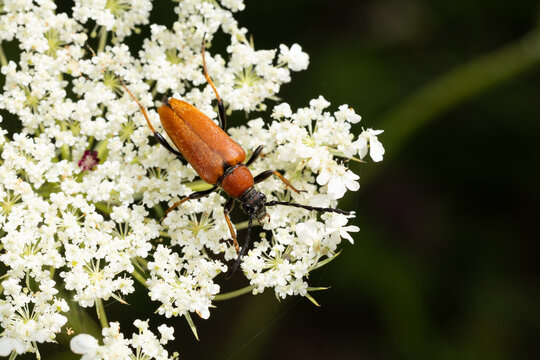 female red-brown longhorn beetle (stictoleptura rubra) perching on  a white European wild carrot (Daucus carota), found in S&uuml;dheide in Lower Saxony, Germany