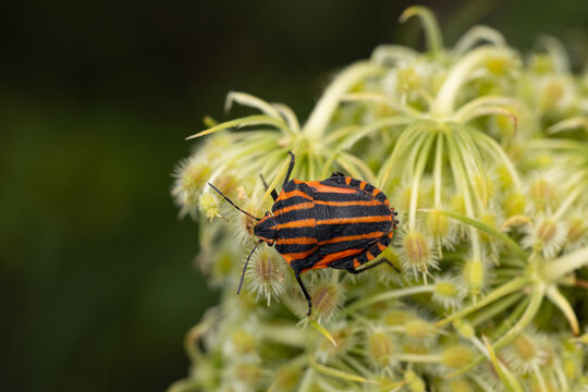 striped bug or italian striped bug (graphosoma italicum) perching on European wild carrot (Daucus carota), found in S&uuml;dheide in Lower Saxony, Germany