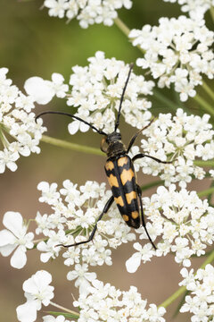 four-banded longhorn beetle (leptura quadrifasciata) perching on  a white European wild carrot (Daucus carota), found in S&uuml;dheide in Lower Saxony, Germany