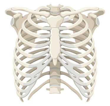 Human rib cage anatomy